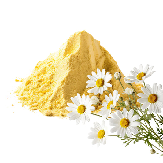 Chrysanthemum Flower and Chrysanthemum Flower Powder