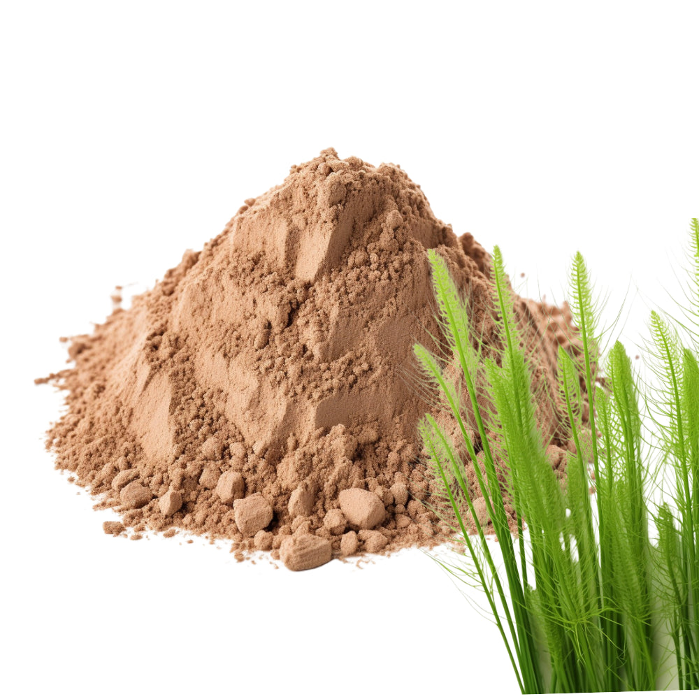 Horsetail and Horsetail Powder