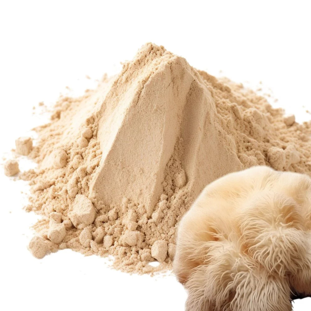 Heaped pile of Lion's Mane mushroom powder with the furry Lion's Mane mushroom cap visible on a white background - WowNutri