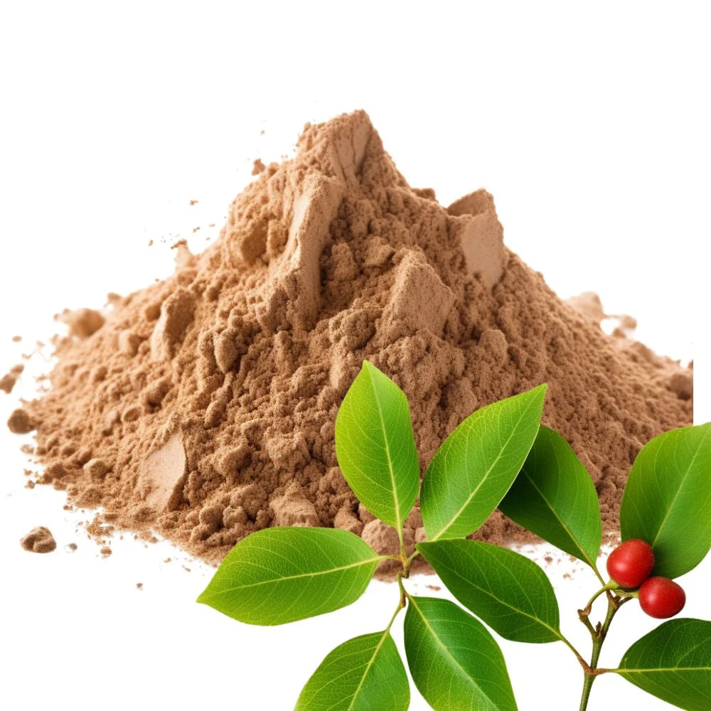 Heaped pile of Uva Ursi leaf powder with fresh green Uva Ursi leaves and bright red berries on a white background - WowNutri