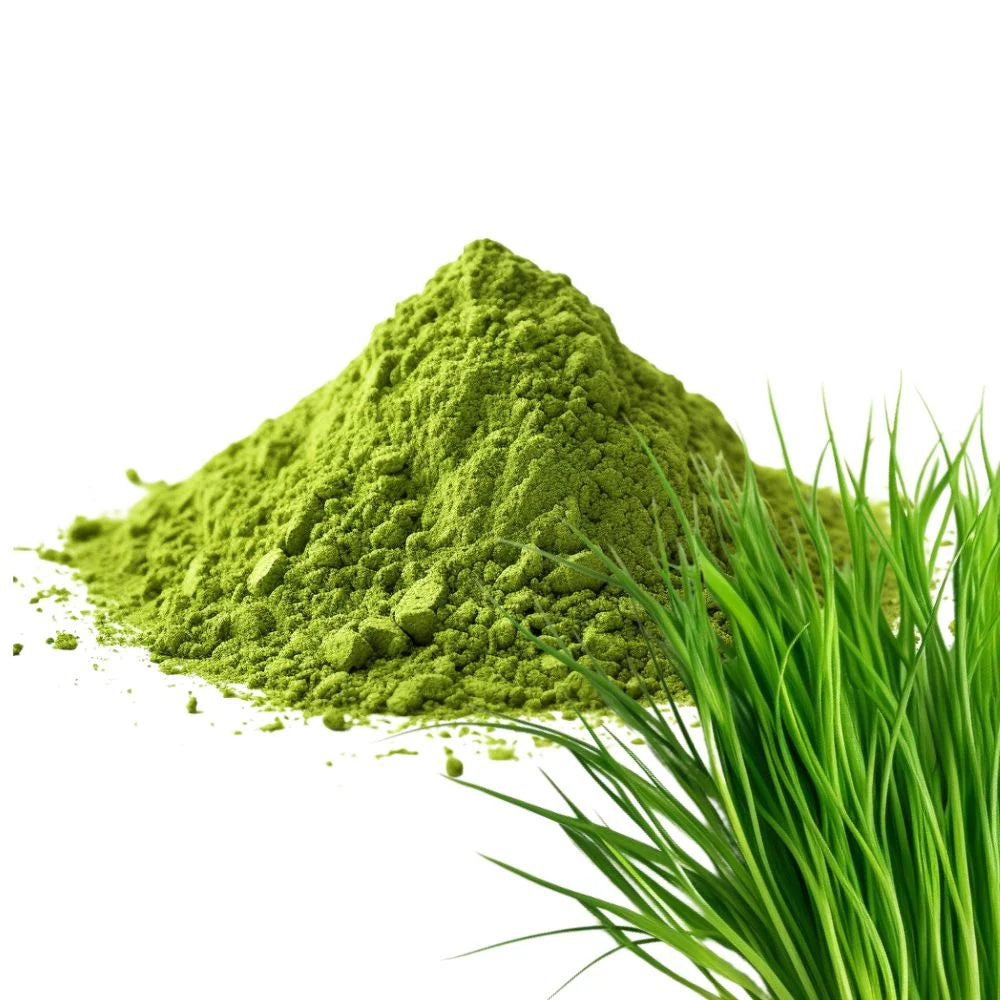 Heaped pile of vibrant green Wheatgrass powder next to fresh Wheatgrass blades on a white background - WowNutri